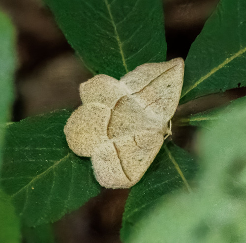 Confused Eusarca Moth