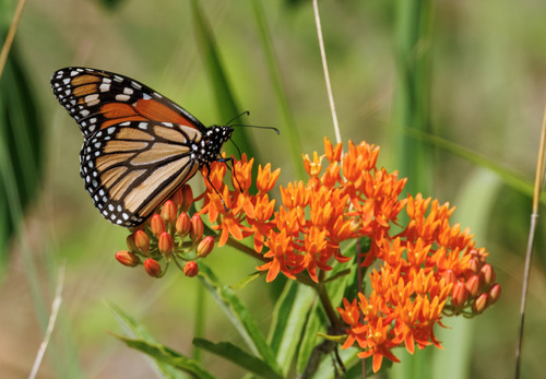 Monarch