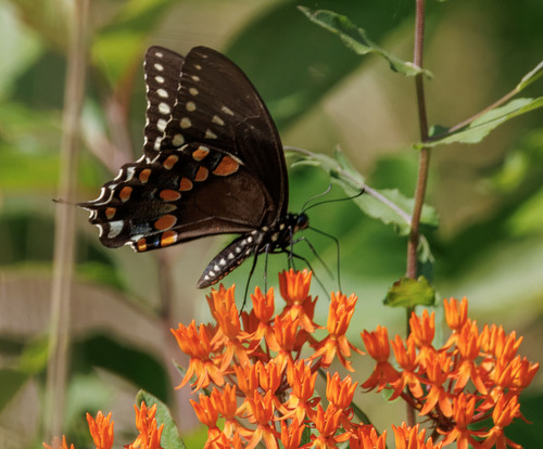 Spicebush Swallowtail