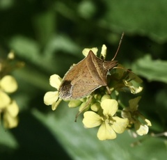 Diceraeus