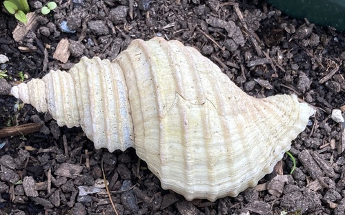 Neptunea lyrata observed 2026-05-24