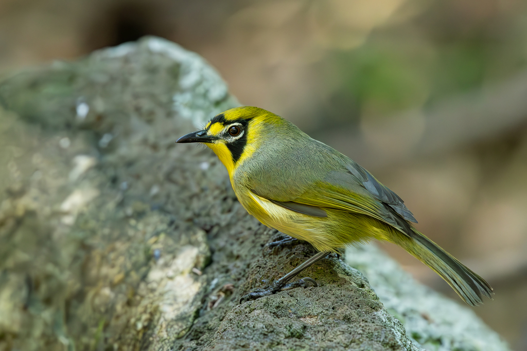 Apalopteron