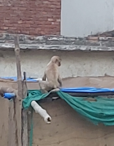 Rhesus Macaque