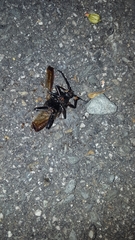 Solenoptera