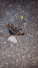 Solenoptera