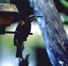 Ptiloris victoriae