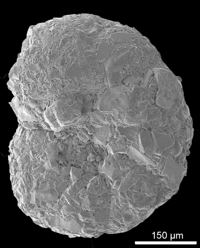 Genus Ammobaculites · iNaturalist