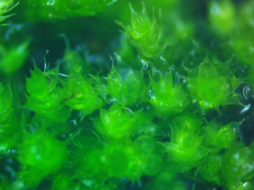 Homalotheciella subcapillata, 2026-05-02