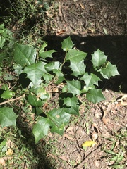 Alchornea ilicifolia