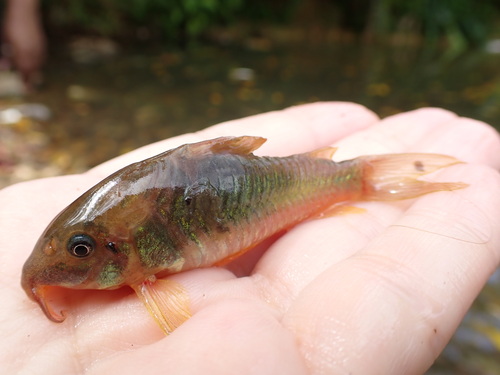 Corydoras aeneus observed 2026-05-26