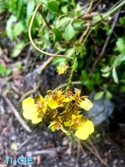 Trichocentrum ascendens