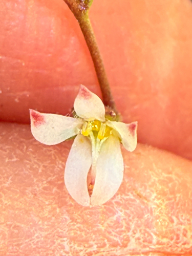 Nemacladus orientalis observed 2026-05-17