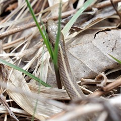 Thamnophis brachystoma