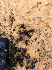 Frieseomelitta nigra