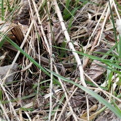 Thamnophis brachystoma