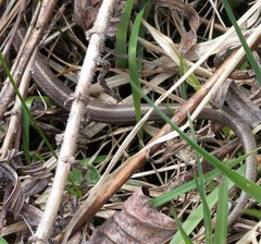 Thamnophis brachystoma