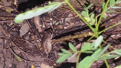 Eleutherodactylus antillensis