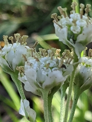 Hymenopappus artemisiifolius