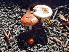 Amanita muscaria