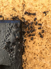 Frieseomelitta nigra