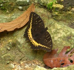 Lexias panopus