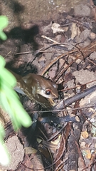 Eleutherodactylus antillensis