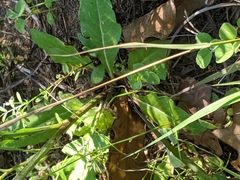 Hymenopappus artemisiifolius