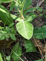 Hymenopappus artemisiifolius