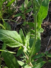 Hymenopappus artemisiifolius