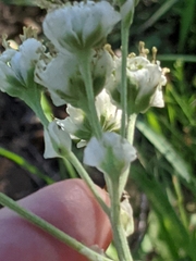 Hymenopappus artemisiifolius