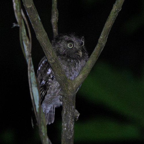 Middle American Screech Owl (Megascops guatemalae), photo 3