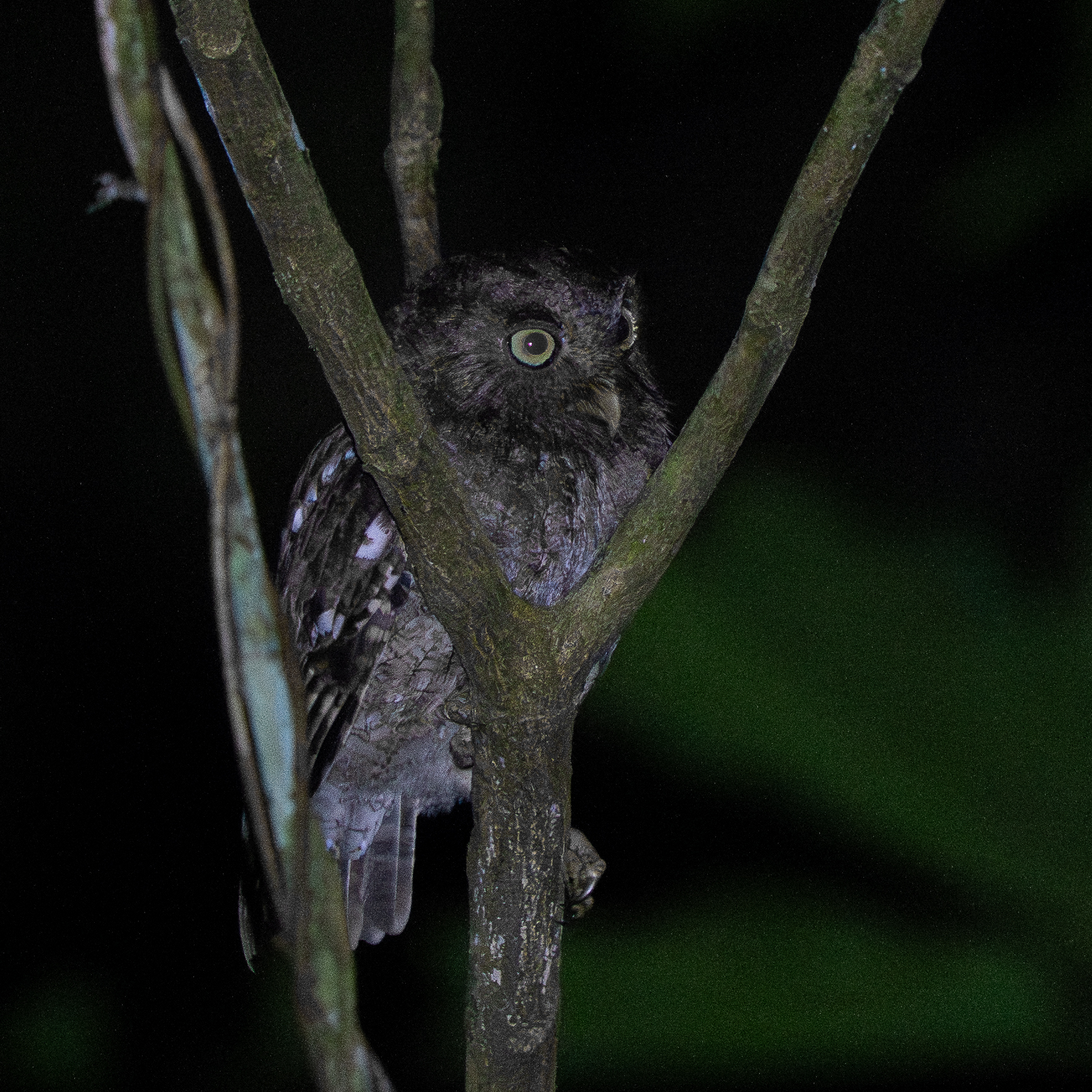 Middle American Screech Owl (Megascops guatemalae), photo 3