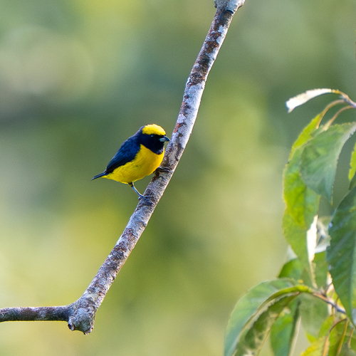 Yellow-crowned Euphonia (Euphonia luteicapilla), photo 6