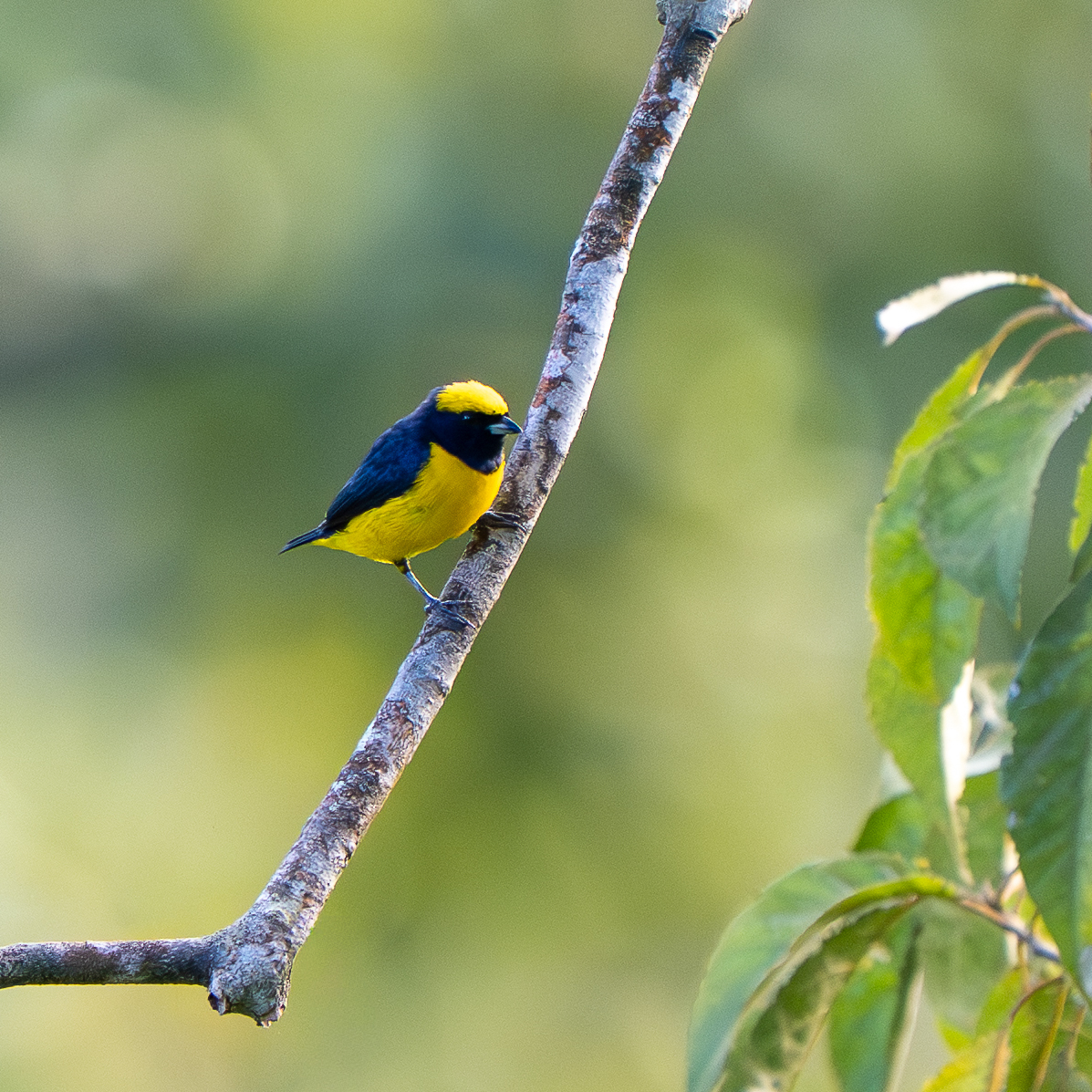 Yellow-crowned Euphonia (Euphonia luteicapilla), photo 6