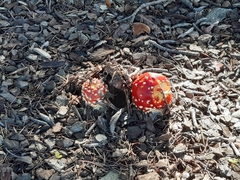 Amanita muscaria