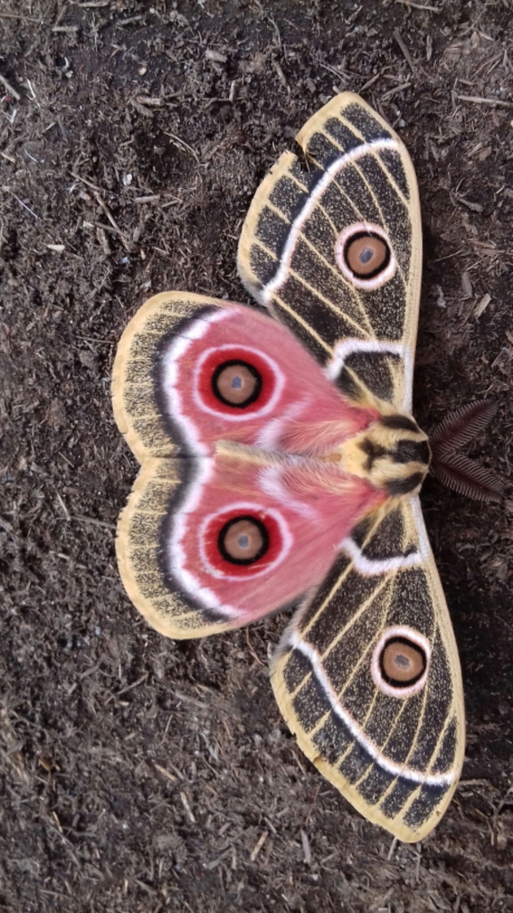 Bunaeopsis zaddachii