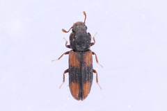 Bitoma crenata