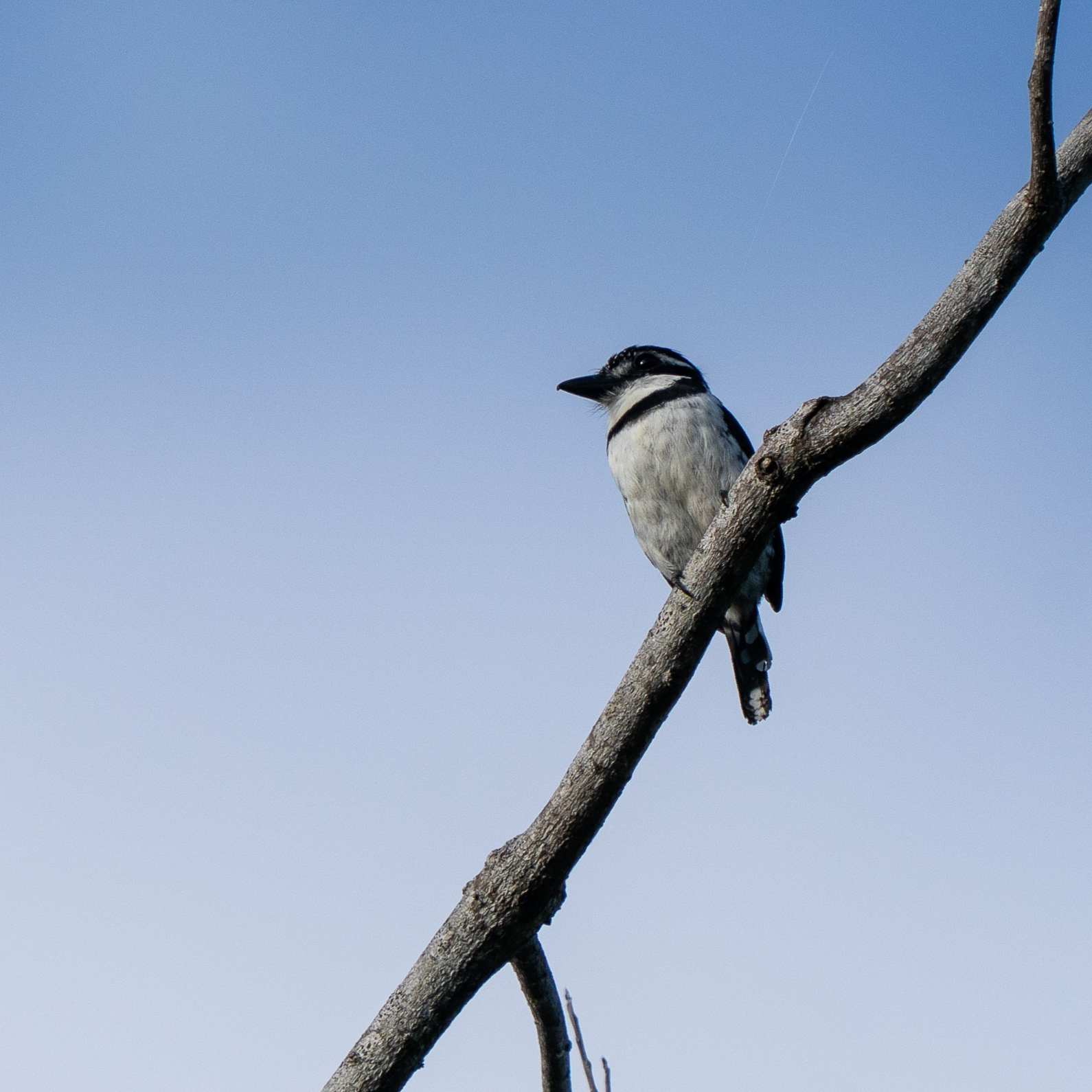 Pied Puffbird (Notharchus tectus), photo 6