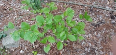 Fothergilla gardenii
