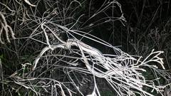 Thamnophis proximus proximus