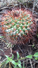 Mammillaria rhodantha fera-rubra