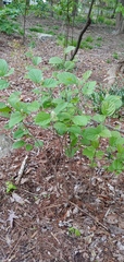 Fothergilla gardenii