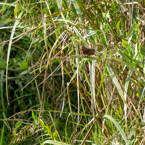 Nicaraguan Seed Finch (Sporophila nuttingi), photo 5
