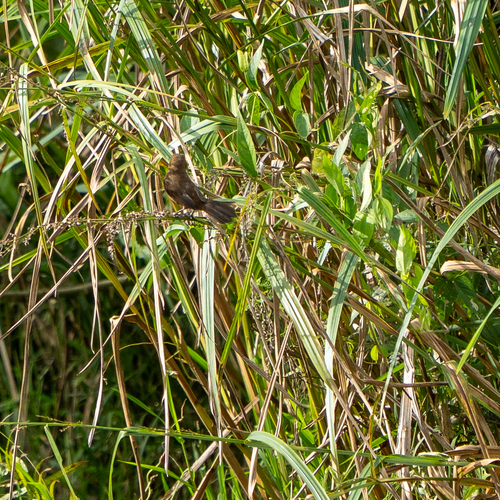 Nicaraguan Seed Finch (Sporophila nuttingi), photo 4