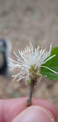 Fothergilla gardenii