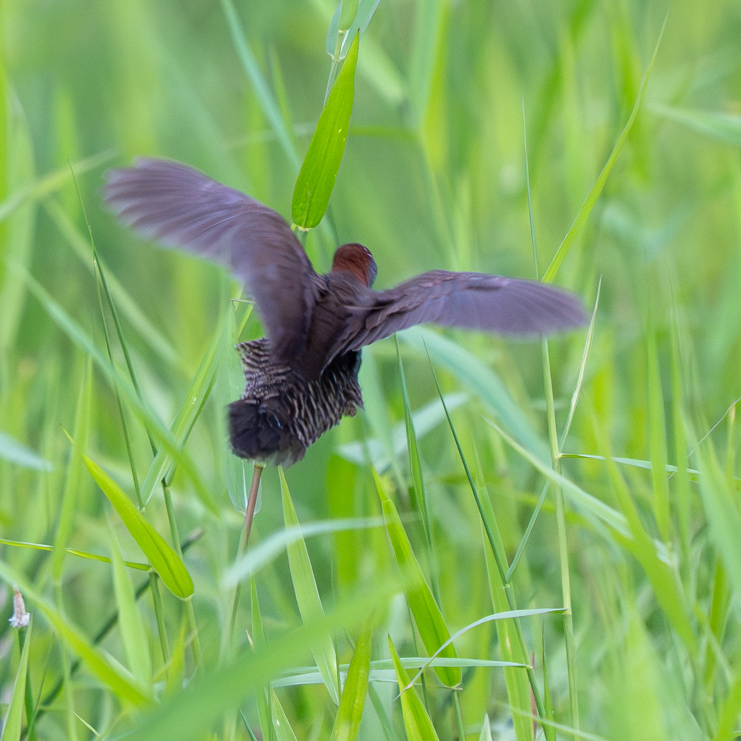 Grey-breasted Crake (Laterallus exilis), photo 7