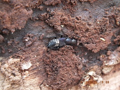 Platydracus violaceus