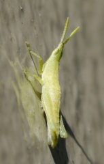 Atractomorpha australis