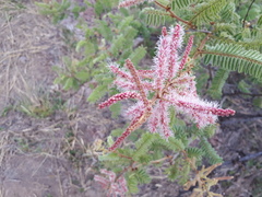 Mimosa benthamii