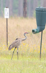 Antigone canadensis pulla